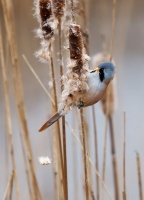 Sykorice vousata - Panurus biarmicus - Bearded Reedling o4269